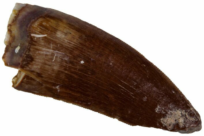 Large, Serrated Triassic Reptile (Postosuchus?) Tooth - Texas #315785